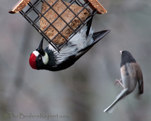 Acorn Woodpecker Male and Dark-eyed Junco at Suet Feeder