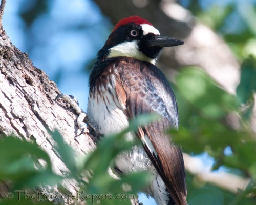 Acorn Woodpecker, woodpecker, digiscoped