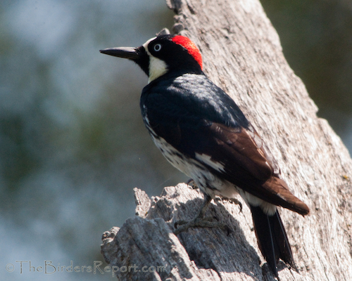 Acorn Woodpecker Juvenile Female