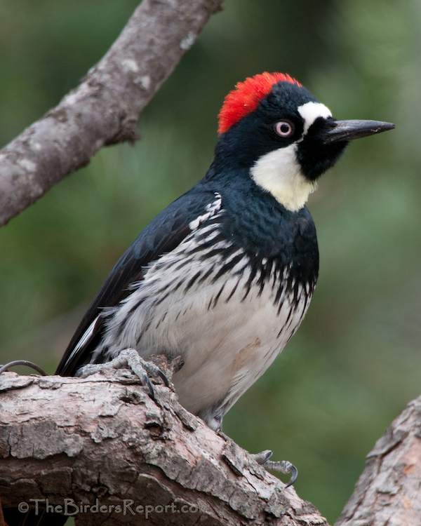 Acorn Woodpeckers The Clowns Of The Avian World 10 000 Birds