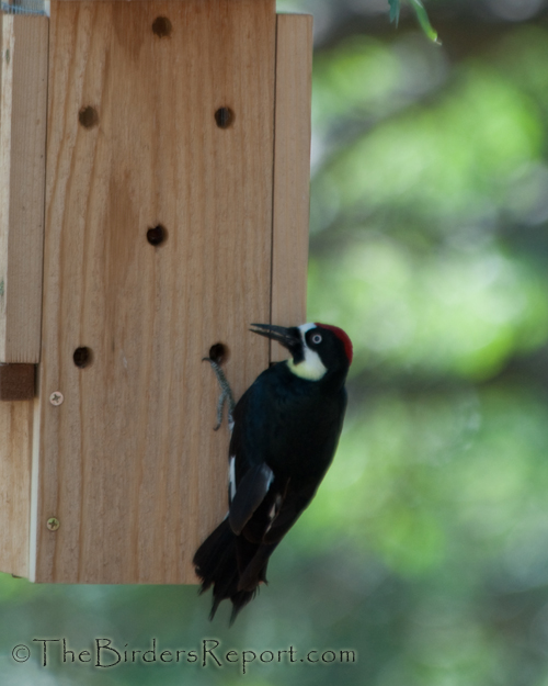 Acorn Woodpecker On Feeder