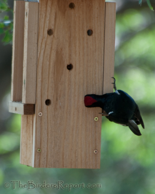 Acorn Woodpecker At Feeder