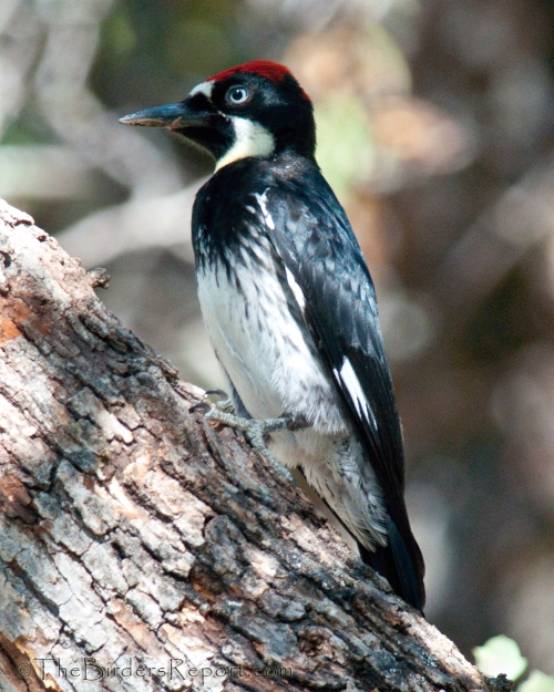 Acorn Woodpecker Juvenile