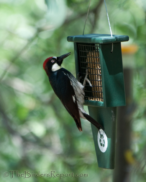 Acorn Woodpecker On Feeder