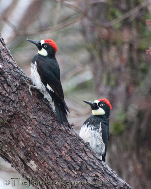 Acorn Woodpecker Males