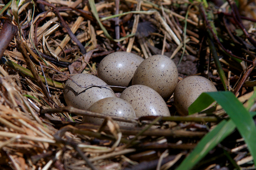 American Coot Nest with Eggs American Coot Nest with Eggs