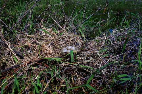 American Coot Nest with Eggs American Coot Nest with Eggs