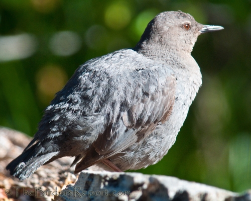 American Dipper, dipper, Water Ouzel