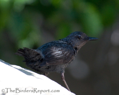 American Dipper All Wet