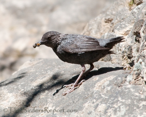 American Dipper With Insect