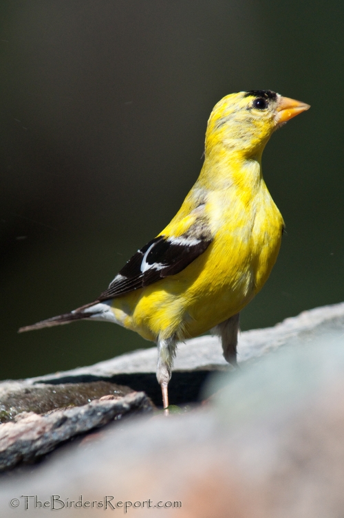 American Goldfinch Male Juvenile