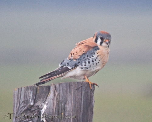 American Kestrel Male