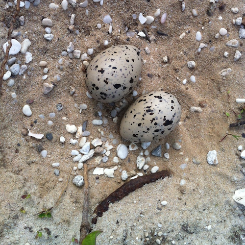 American Oystercatcher Nest and Eggs American Oystercatcher Nest and Eggs