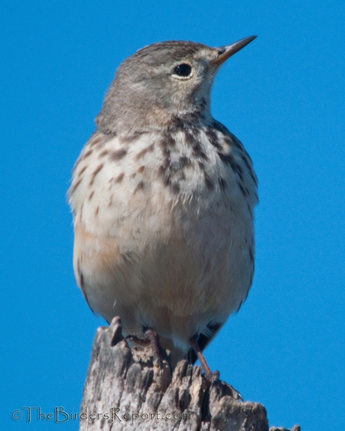 American Pipit
