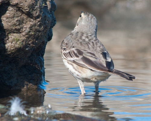 American Pipit