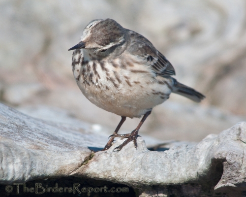 American Pipit