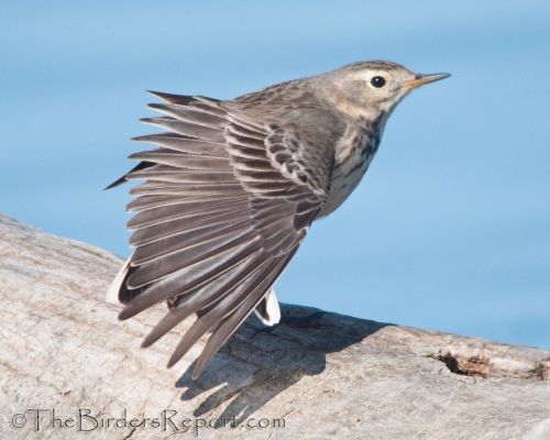 American Pipit