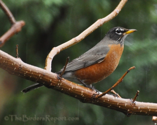 American Robin, robin