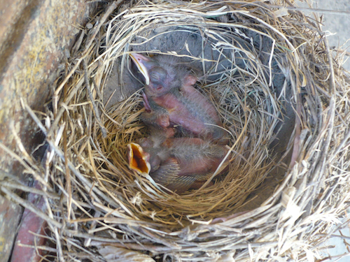 Amerocan Robin Nestlings Amerocan Robin Nestlings