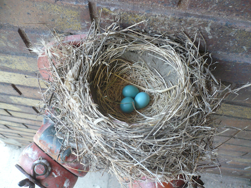 American Robin Nest with Eggs American Robin Nest with Eggs