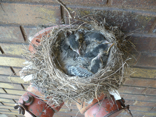 American Robin Nestlings American Robin Nestlings