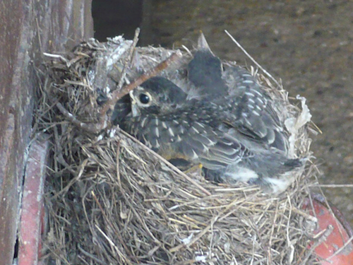 American Robin Nestlings American Robin Nestlings