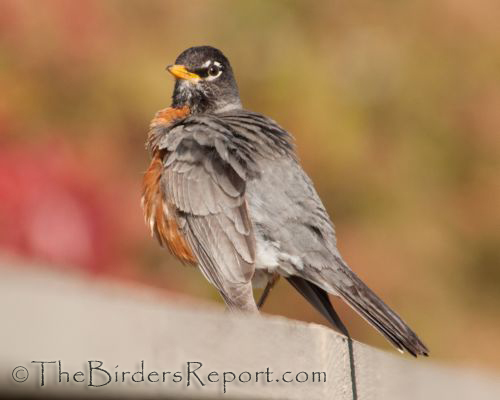 American Robin