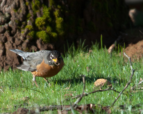 American Robin With Worm