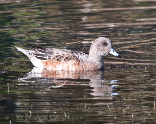 American Wigeon Female