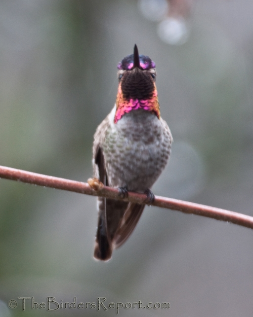 Anna's Hummingbird, hummingbird