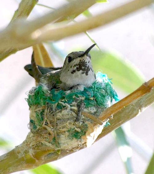 Anna's Hummingbird in Nest