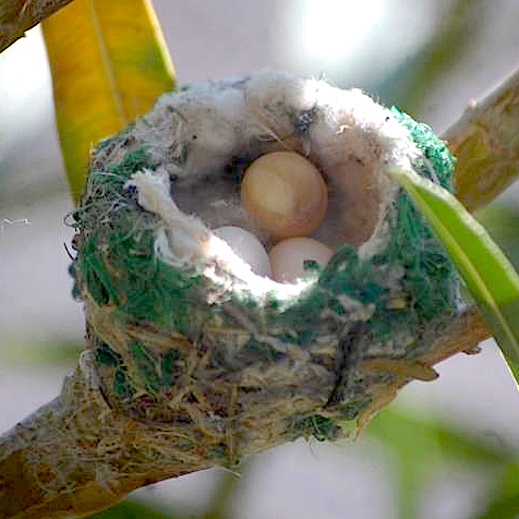 Anna's Hummingbird Nest with Eggs