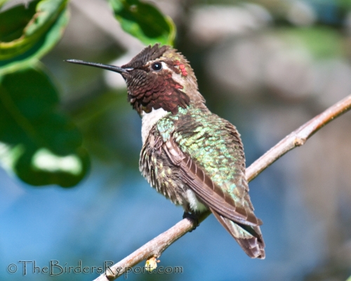 Anna's Hummingbird, hummingbird, digiscoped