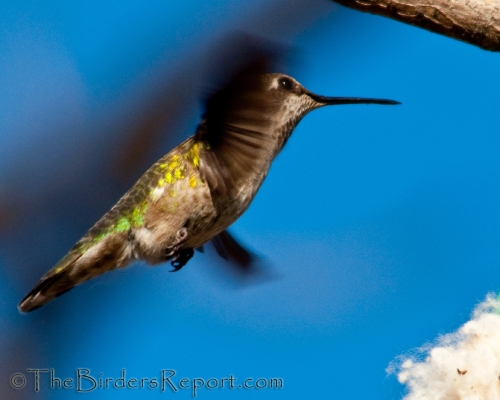 Anna's Hummingbird Gathering Nesting Material
