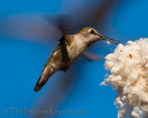 Anna's Hummingbird Gathering Nesting Material