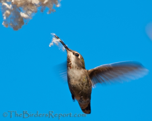 Anna's Hummingbird Gathering Nest Material