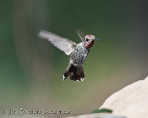Anna's Hummingbird Juvenile Male, Anna's Hummingbird, hummingbird