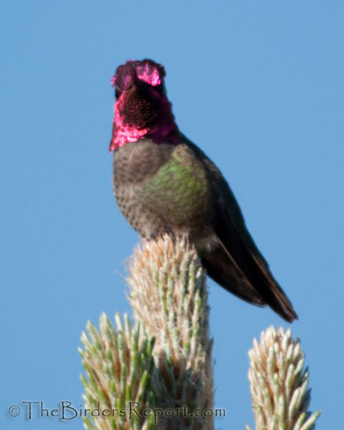 Annas Hummingbird
