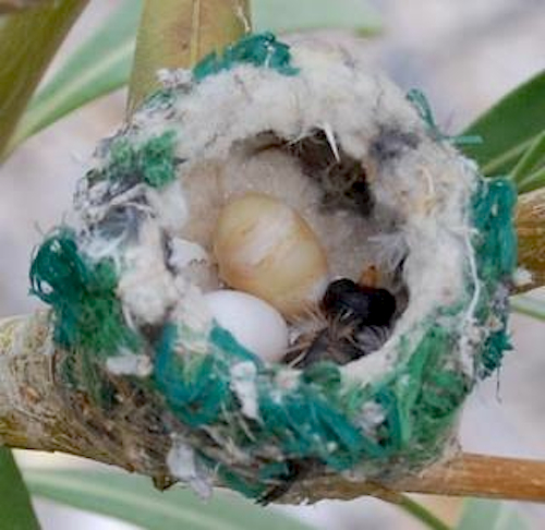 Anna's Hummingbird Net with Eggs and First Chick