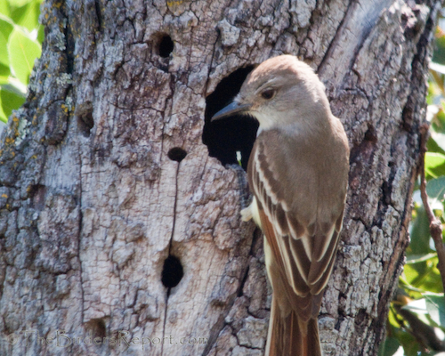 Ash-throated Flycatcher at Cavity Entrance