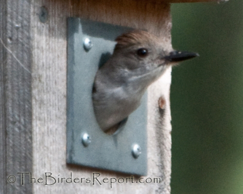 Ash-throated Flycatcher, flycatcher, cavity nesting birds