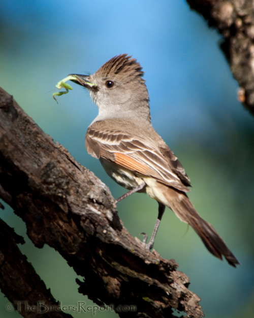 Ash-throated Flycatcher, flycatcher
