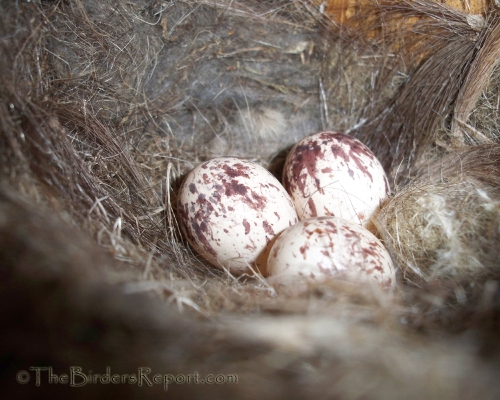 Ash-throated Flycatcher Nest and Eggs