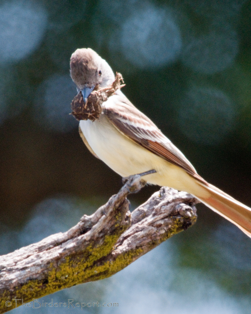 Ash-throated Flycatcher Female