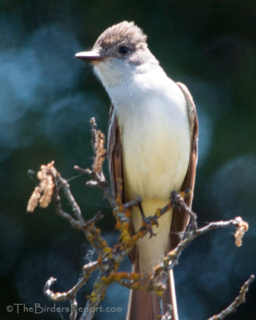 Ash-throated Flycatcher Male