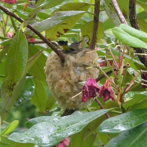 American Redstart Female in Nest American Redstart Female in Nest