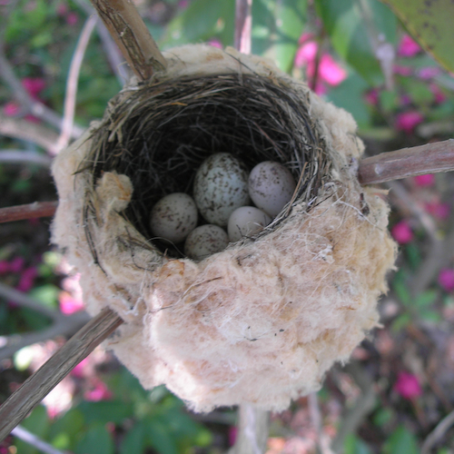 American Redstart Nest with Eggs American Redstart Nest with Eggs