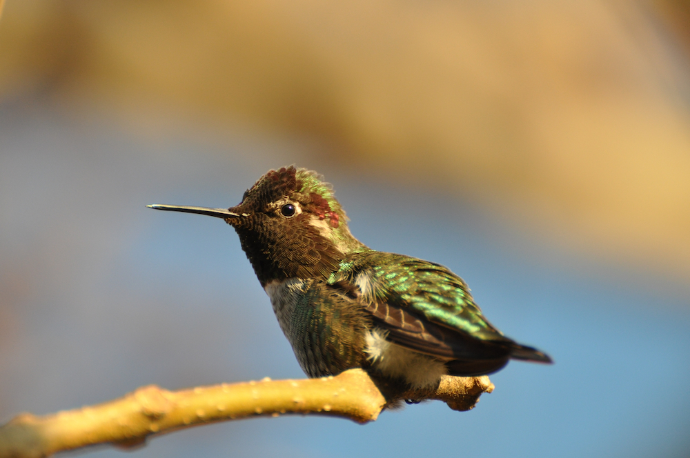 Annas Hummingbird