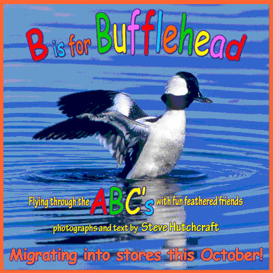 B is for Bufflehead