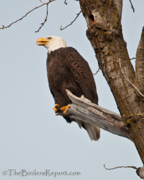Bald Eagle